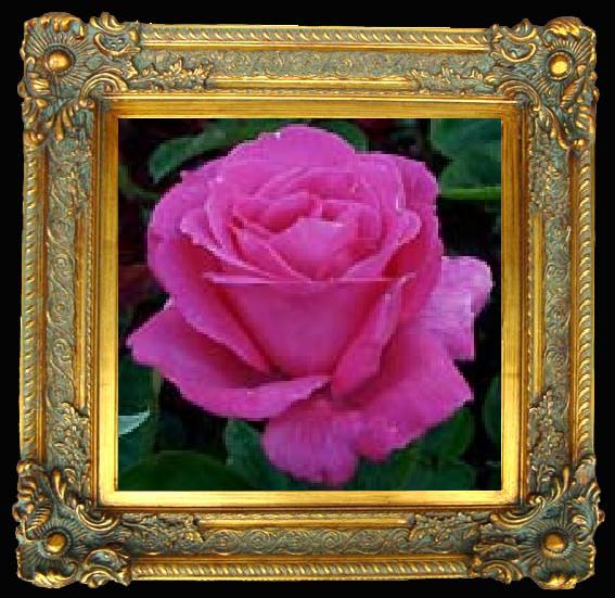 framed  unknow artist Realistic Purple Rose, Ta012-2